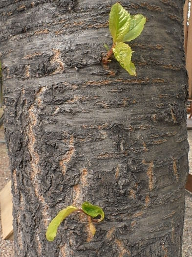 P4300903