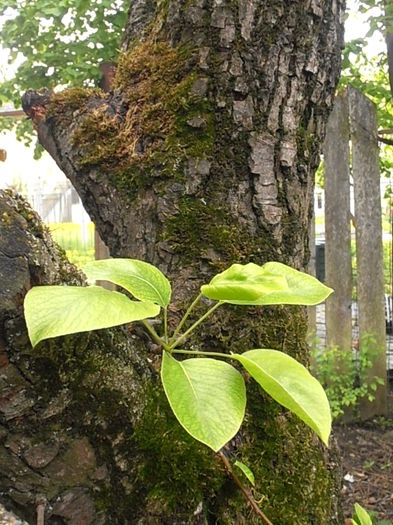 P4300911