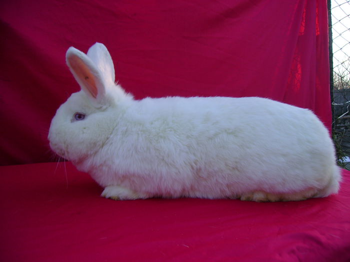 Masc A - 6,5 Luni - Slobozia - IL; Cuib 21.10.2014 F = M
