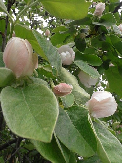 P4300889