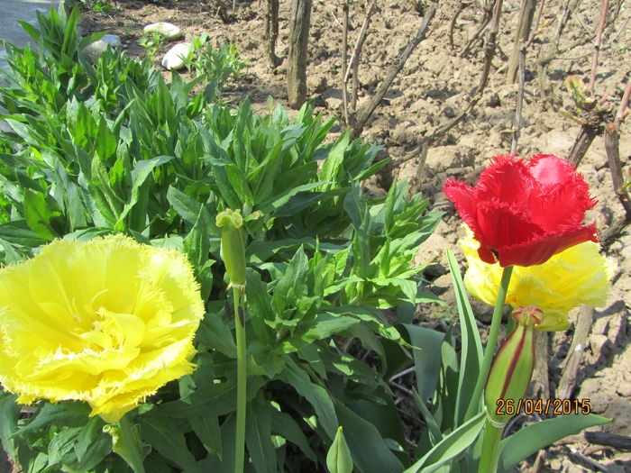 IMG_0208 - Flori de gradina-2015Primavara