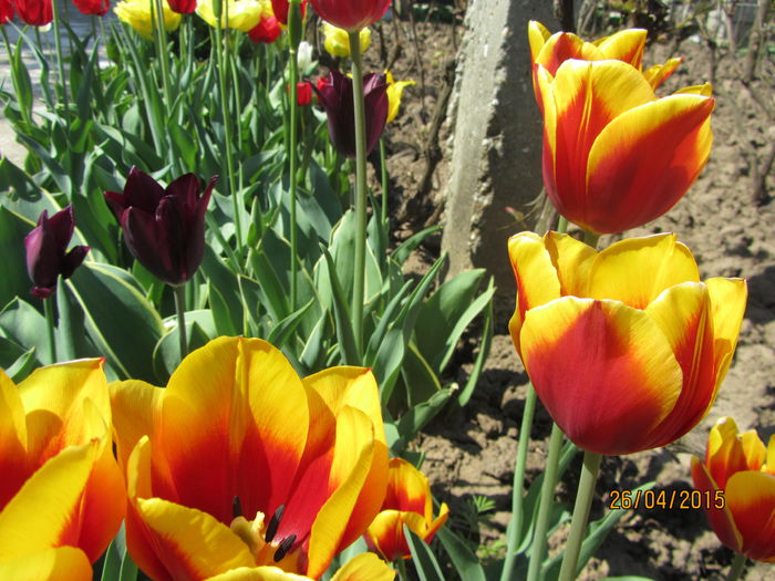 IMG_0211 - Flori de gradina-2015Primavara