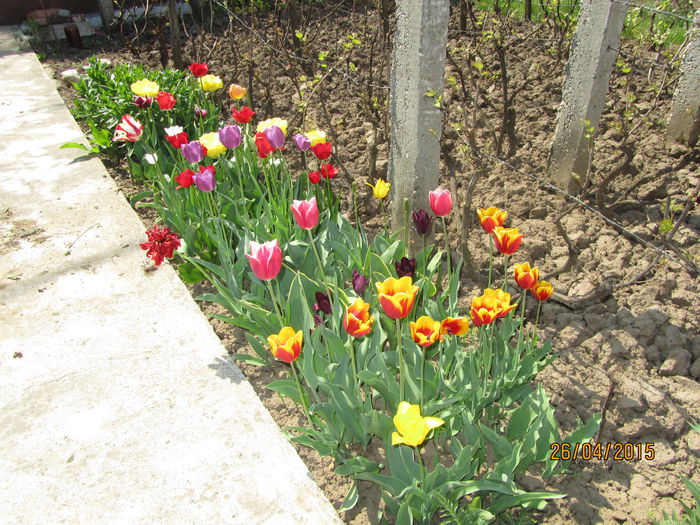 IMG_0221 - Flori de gradina-2015Primavara