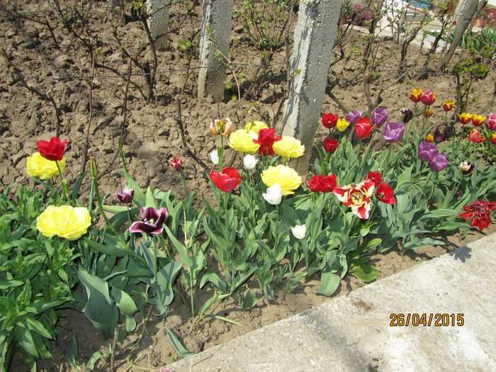 IMG_0222 - Flori de gradina-2015Primavara