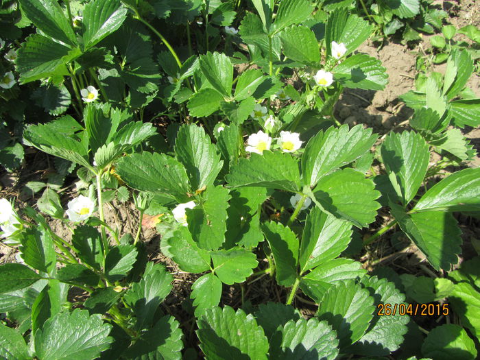 IMG_0239 - Flori de gradina-2015Primavara