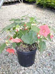 abutilon pinkroses