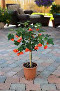 abutilon