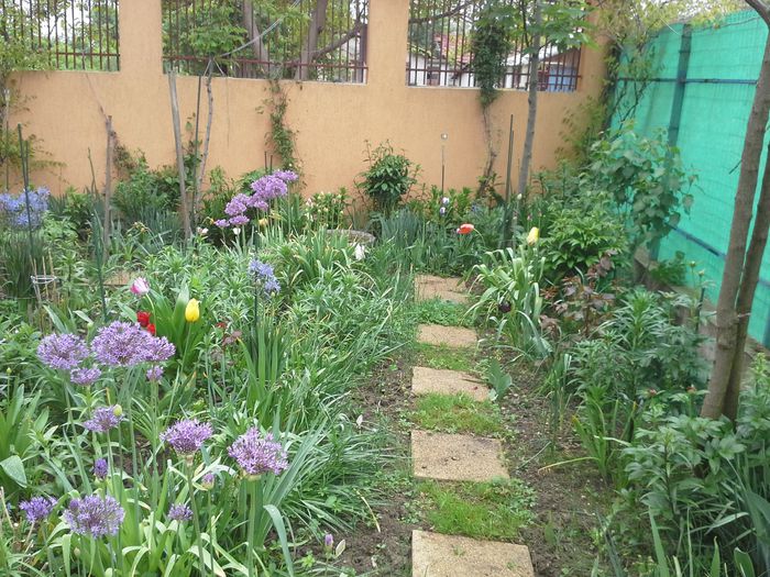 20150430_102604; ceapa ornamentala
