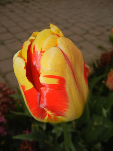 Tulipa Banja Luka (2015, April 20)