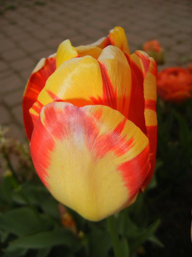 Tulipa Banja Luka (2015, April 20)
