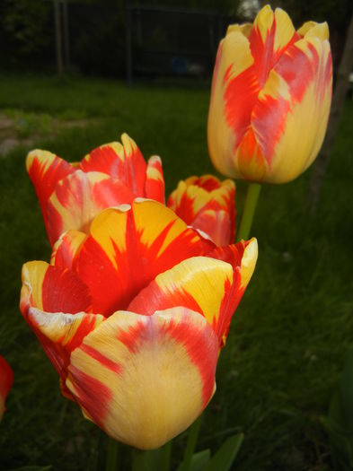 Tulipa Banja Luka (2015, April 21)