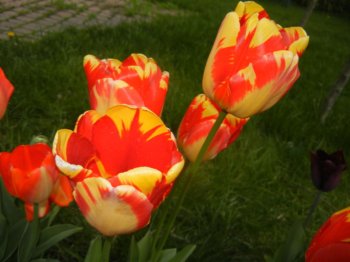 Tulipa Banja Luka (2015, April 20) - Tulipa Banja Luka