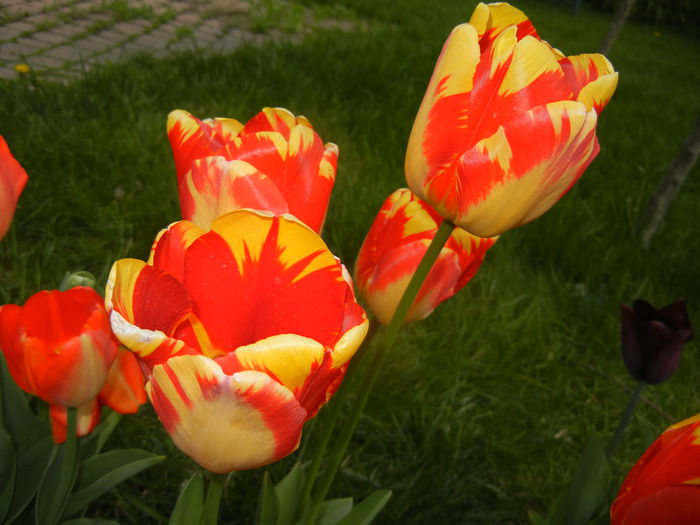 Tulipa Banja Luka (2015, April 20)