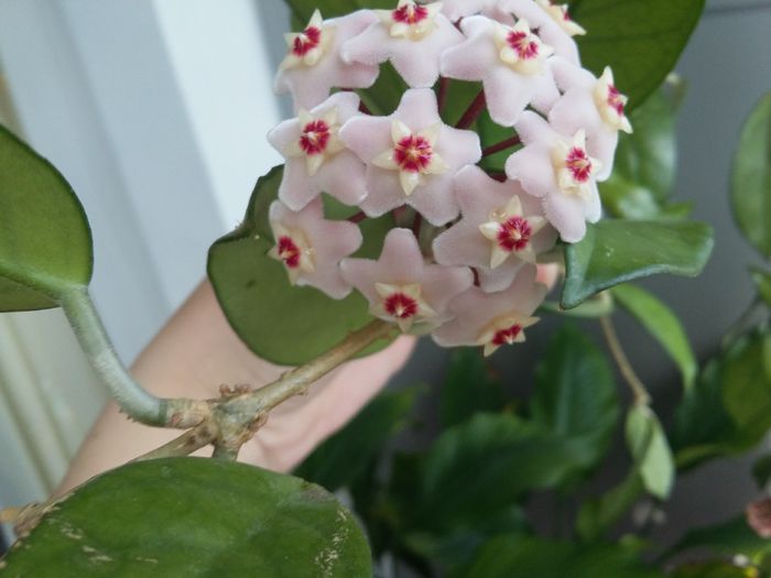 Carnosa - mai 2015 - flori de hoya