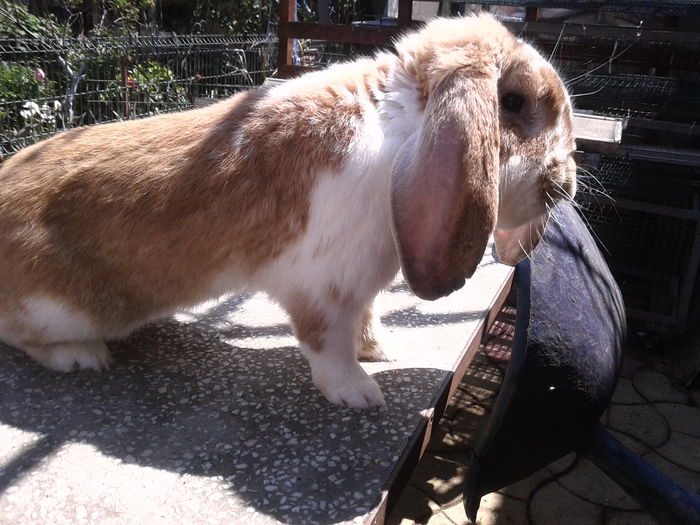 NASTURICĂ - VANDUT MARIANA IS