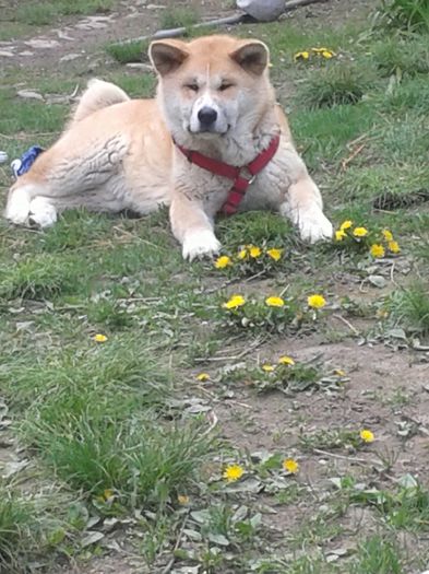 20150501_125837[1] - AKIRA-femela rasa Akita Inu Japonez