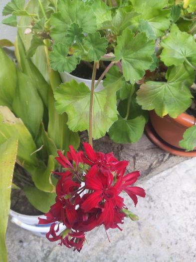 rozu ciufulit - Muscatele mele amaricane 2015