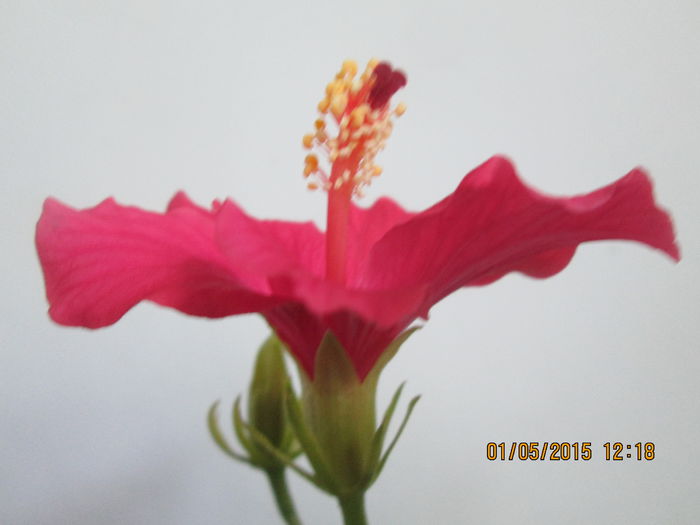 IMG_2027 - Florile mele mai 2015