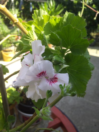 englezoaica alba - Muscatele mele amaricane 2015