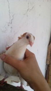 102912595_NDEZFCQ[1] - pui 2015