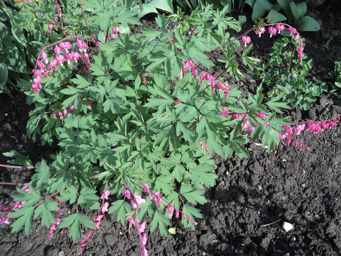 dicentra