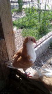 102912616_MEYIBPQ3[1]