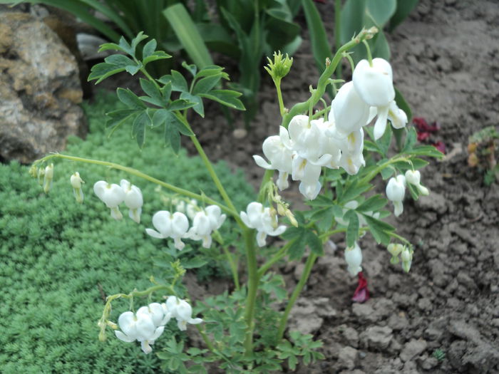 dicentra alba M Ciucan - A venit primavara  2015