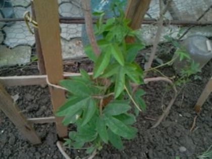 passi victoria-din nou în grădină