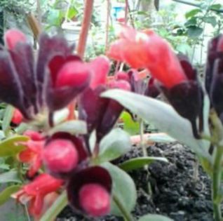 IMG_20150430 aeschynanthus