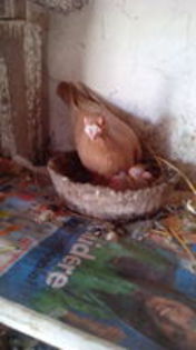 102912513_TMHCWEW3[1] - tineret 2015