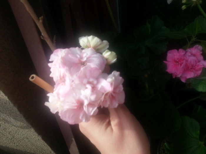 20150428_092612 - B muscate