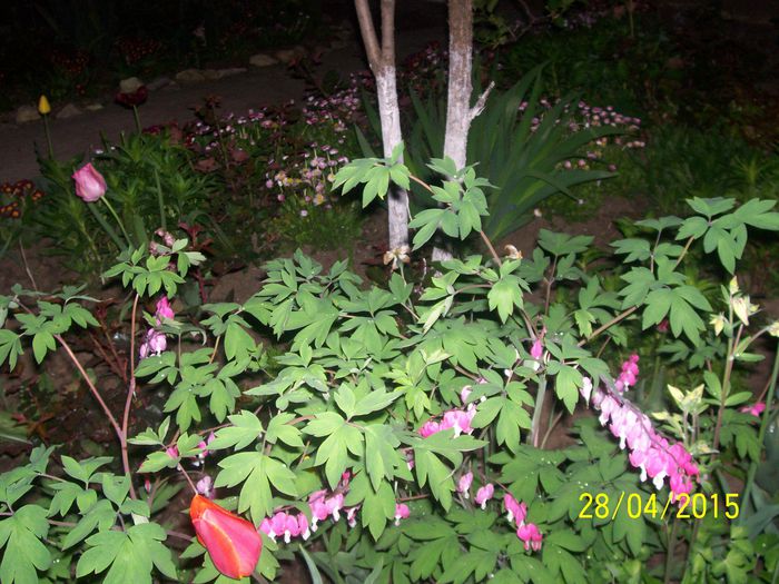 101_0721 - parfum de liliac