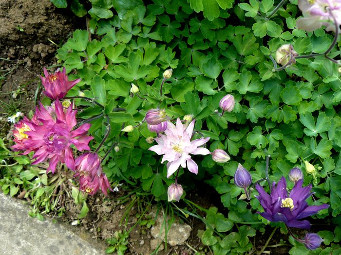 Frumoasele de la Sanflora