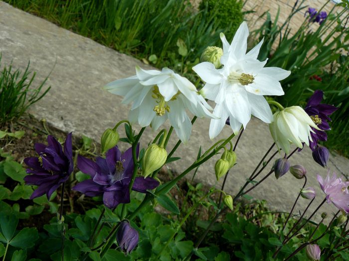 1 Mai
