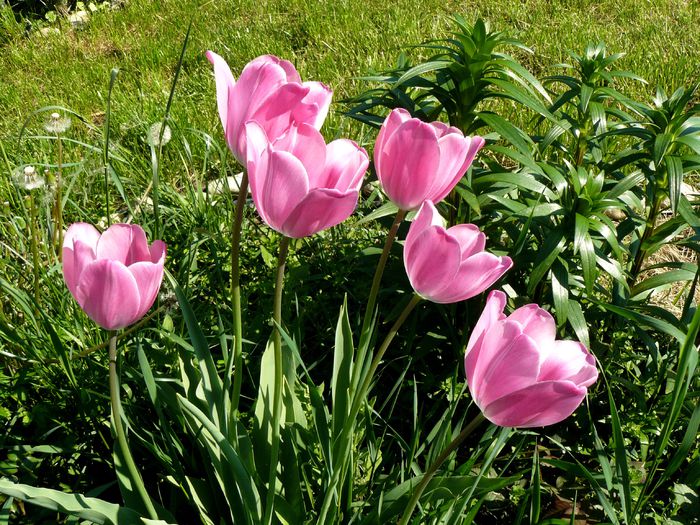 1Mai