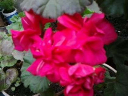 zonal%u0103 ciclam cu floare b%u0103tut%u0103 - Muscatele mele