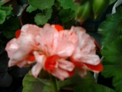 orange glitter - Muscatele mele