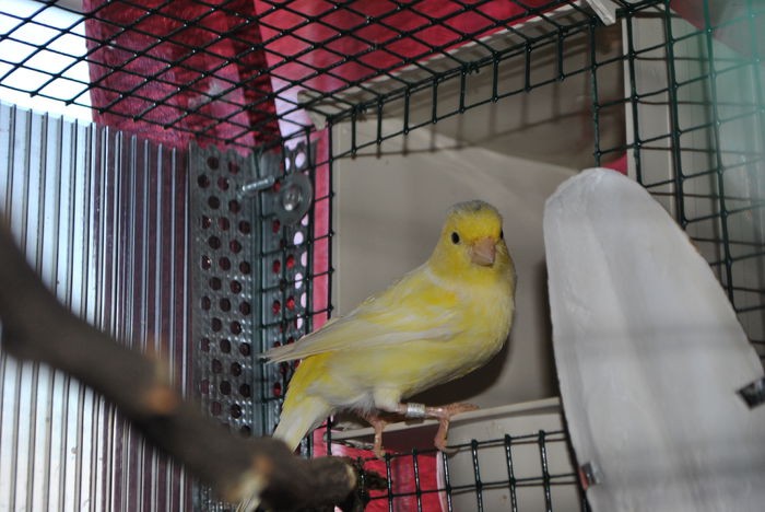 DSC_0035 - 3 Canari Roller