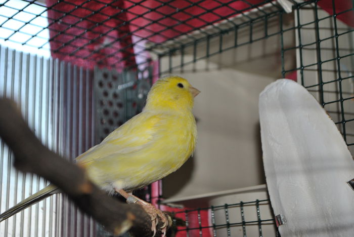 DSC_0037 - 3 Canari Roller