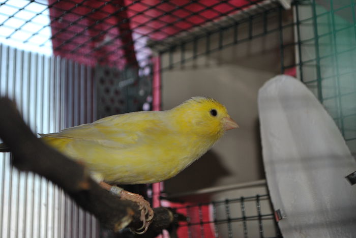 DSC_0039 - 3 Canari Roller