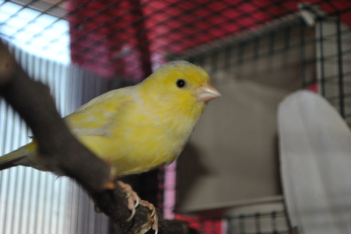 DSC_0041 - 3 Canari Roller