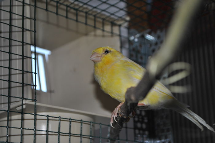 DSC_0052 - 3 Canari Roller