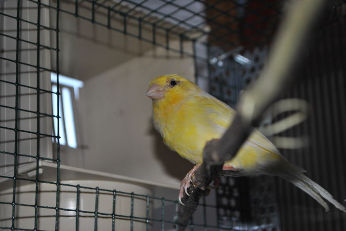 DSC_0053 - 3 Canari Roller