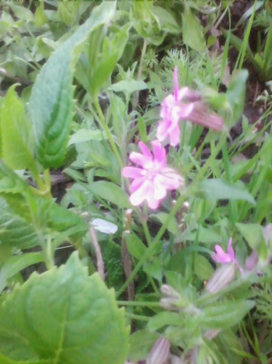 IMG_20120320_090001 - flori de gradina 2015