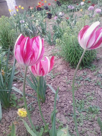 IMG_20120321_032650 - flori de gradina 2015