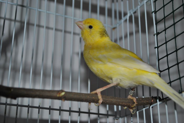 DSC_0061 - 3 Canari Roller