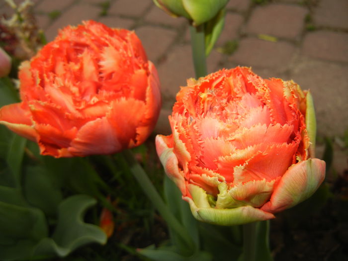 Tulipa Esprit (2015, April 20)