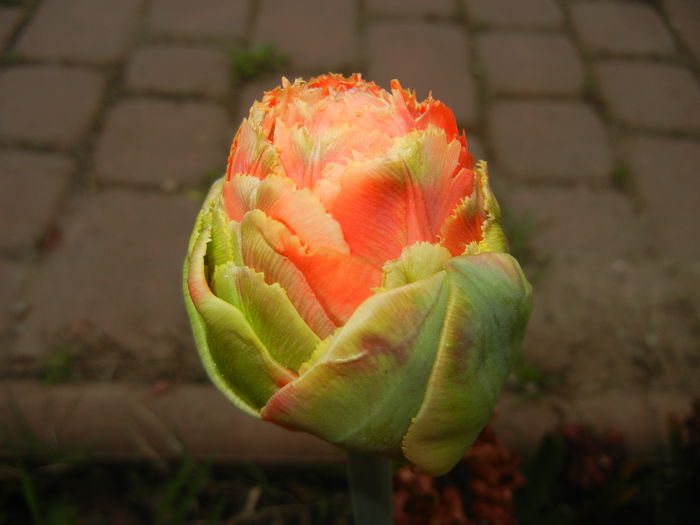 Tulipa Esprit (2015, April 20)