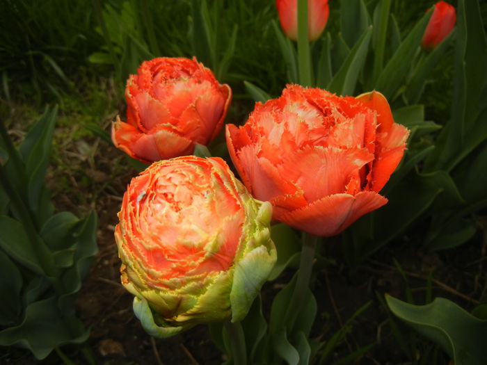 Tulipa Esprit (2015, April 21)