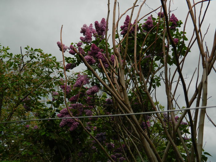 DSCN5694